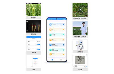 阳泉市小麦表型测量仪IN-XM05
